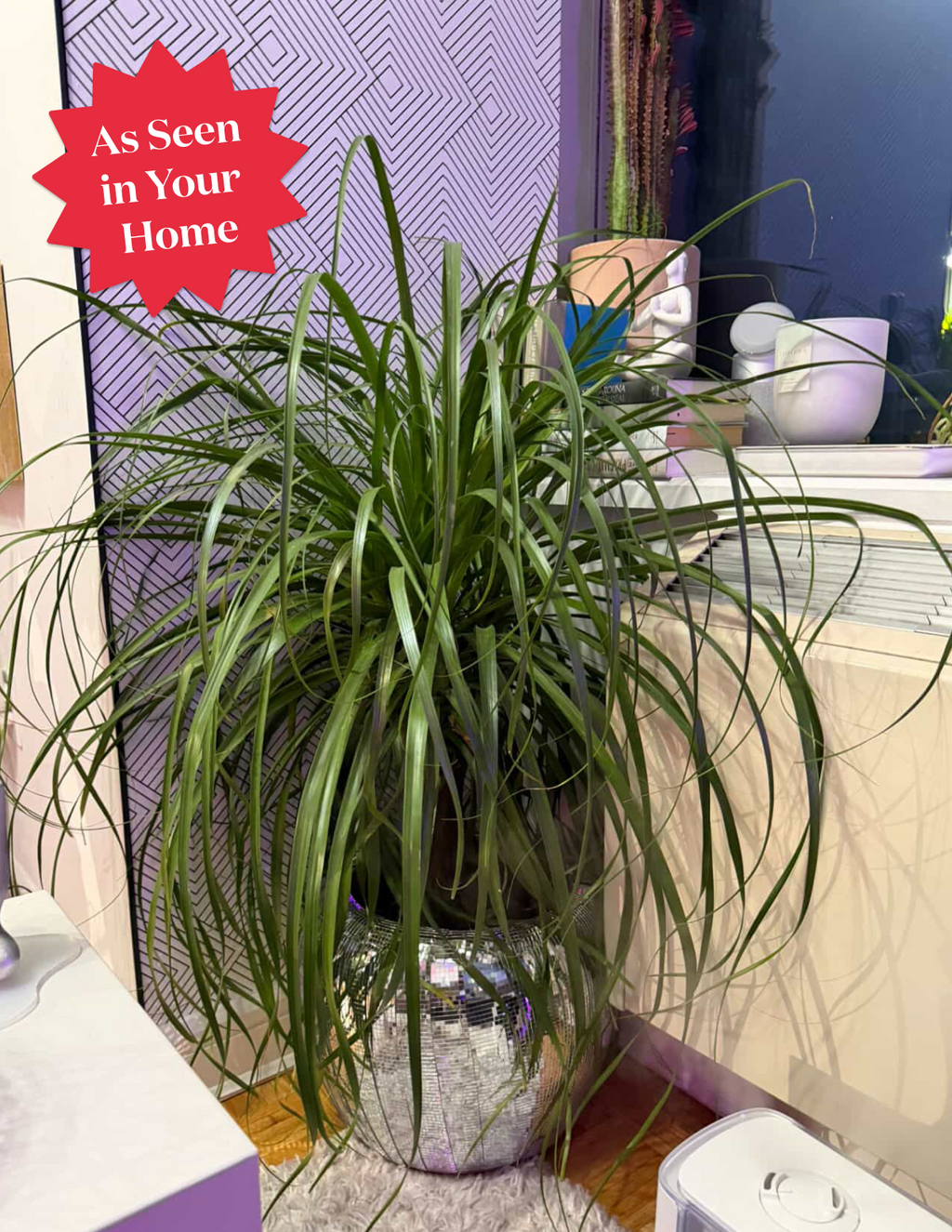 Ponytail Palm