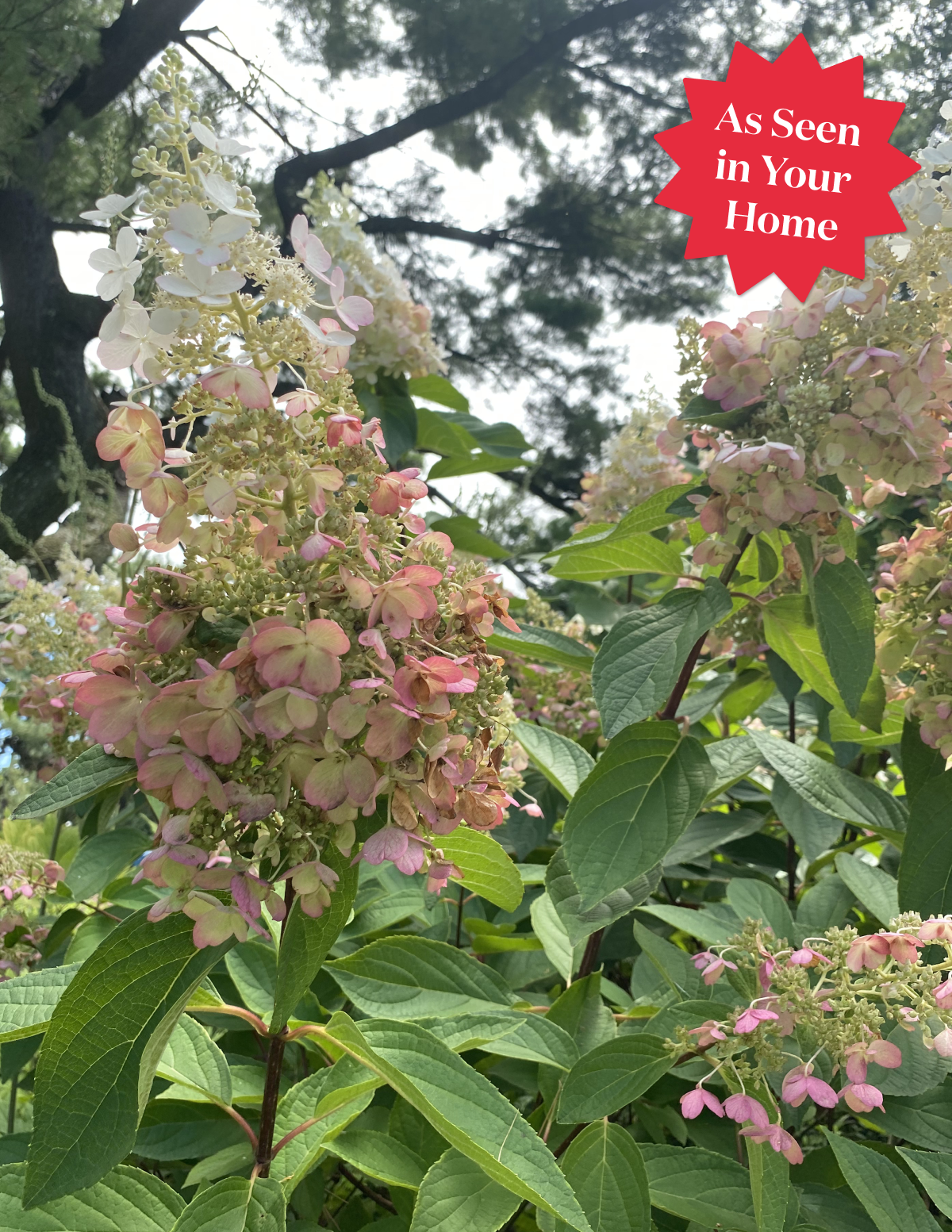 Quick Fire® Hydrangea Tree