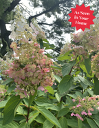Quick Fire® Hydrangea Tree