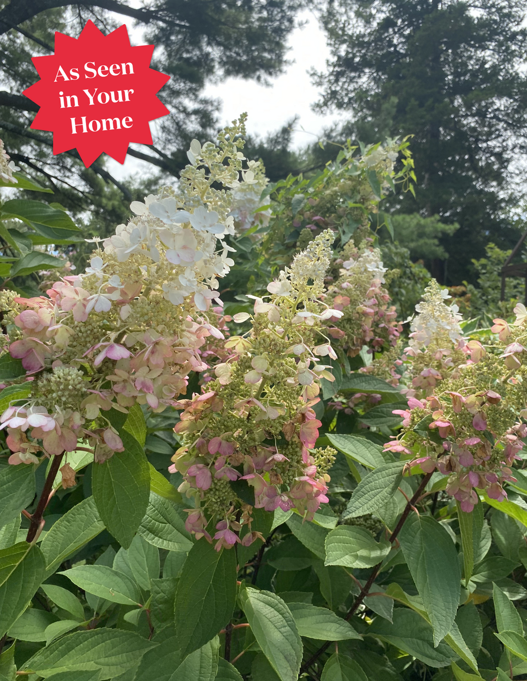 Quick Fire® Hydrangea Tree