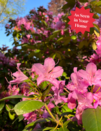 Roseum Pink Rhododendron