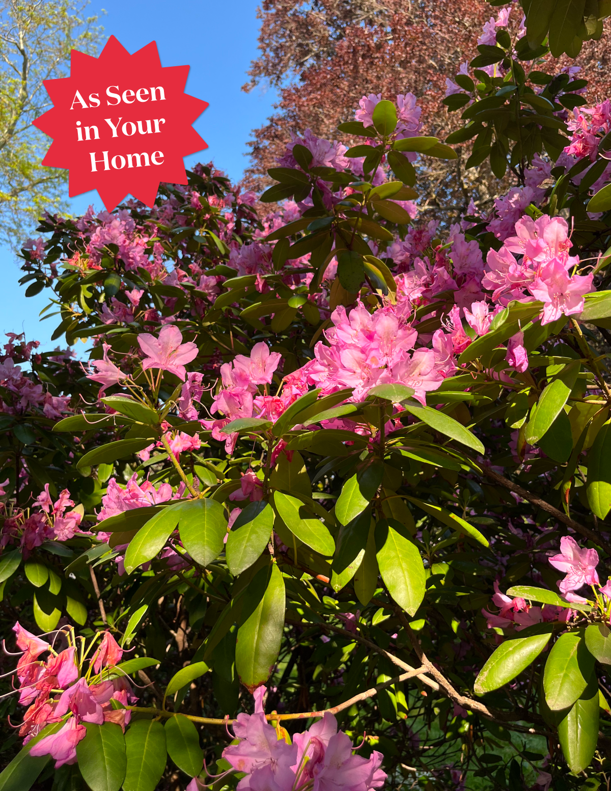 Roseum Pink Rhododendron