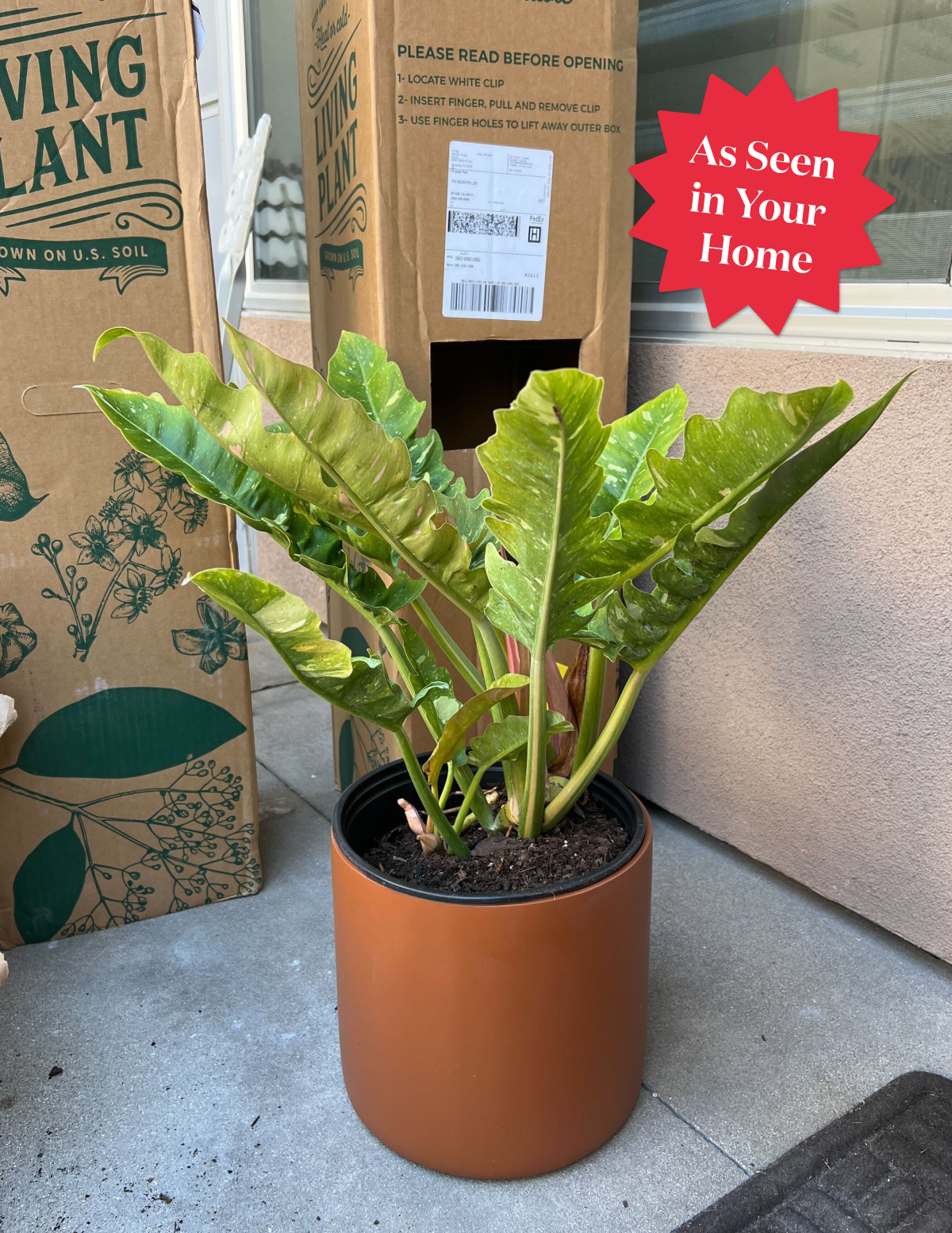 philodendron ring of fire price Philodendron Ring of Fire Houseplant with Planter - Small (7" to 12" tall) White Planter