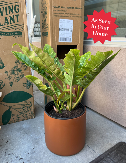 Philodendron Ring of Fire