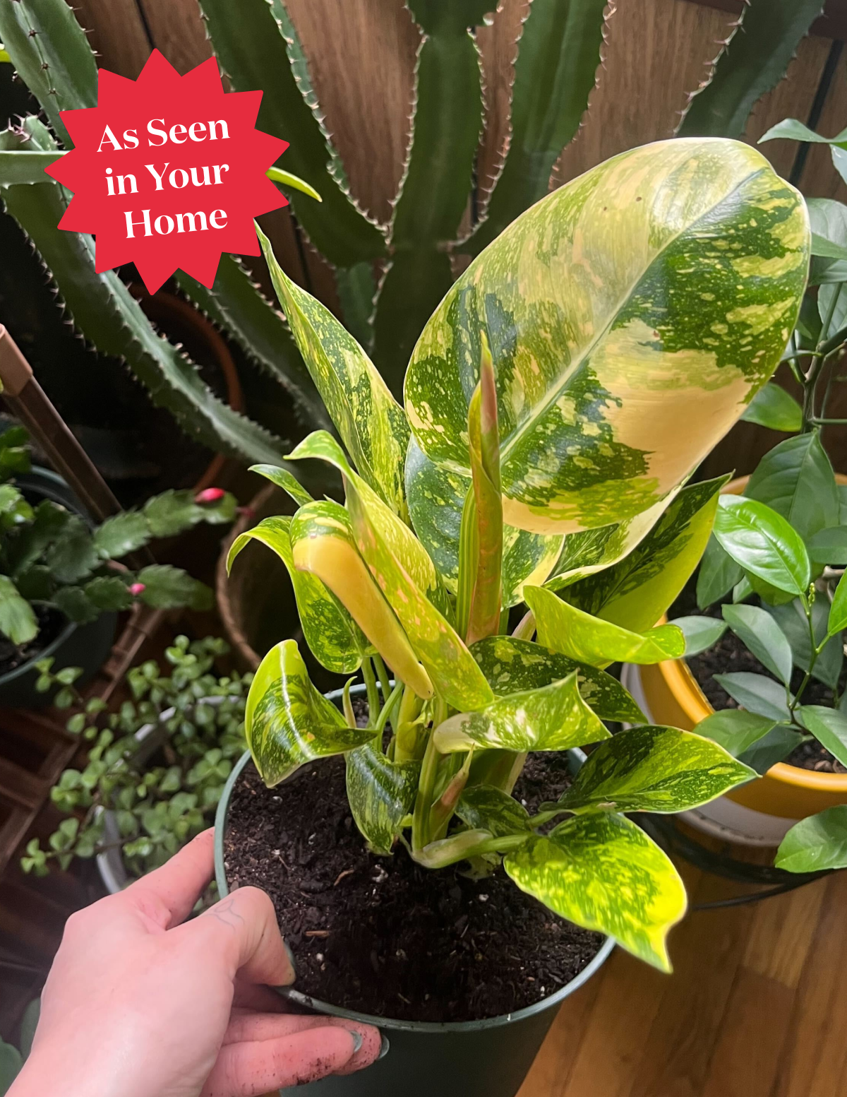 philodendron rojo congo pet safe Philodendron Congo Nuclear Houseplant with Planter - Medium (10-14" tall) Rust Planter