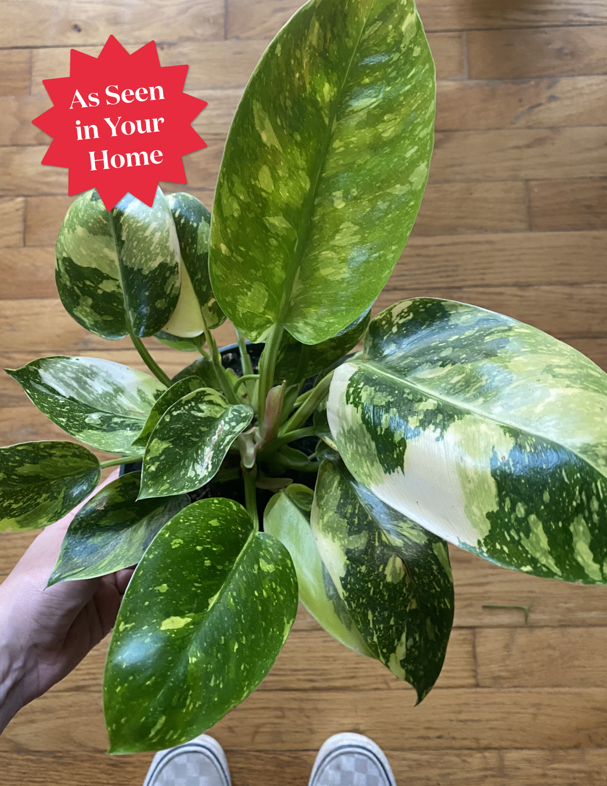 philodendron rojo congo pet safe Philodendron Congo Nuclear Houseplant with Planter - Medium (10-14" tall) Rust Planter