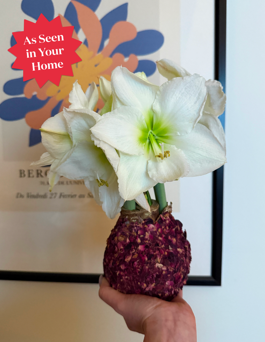 Waxed Amaryllis Bulb