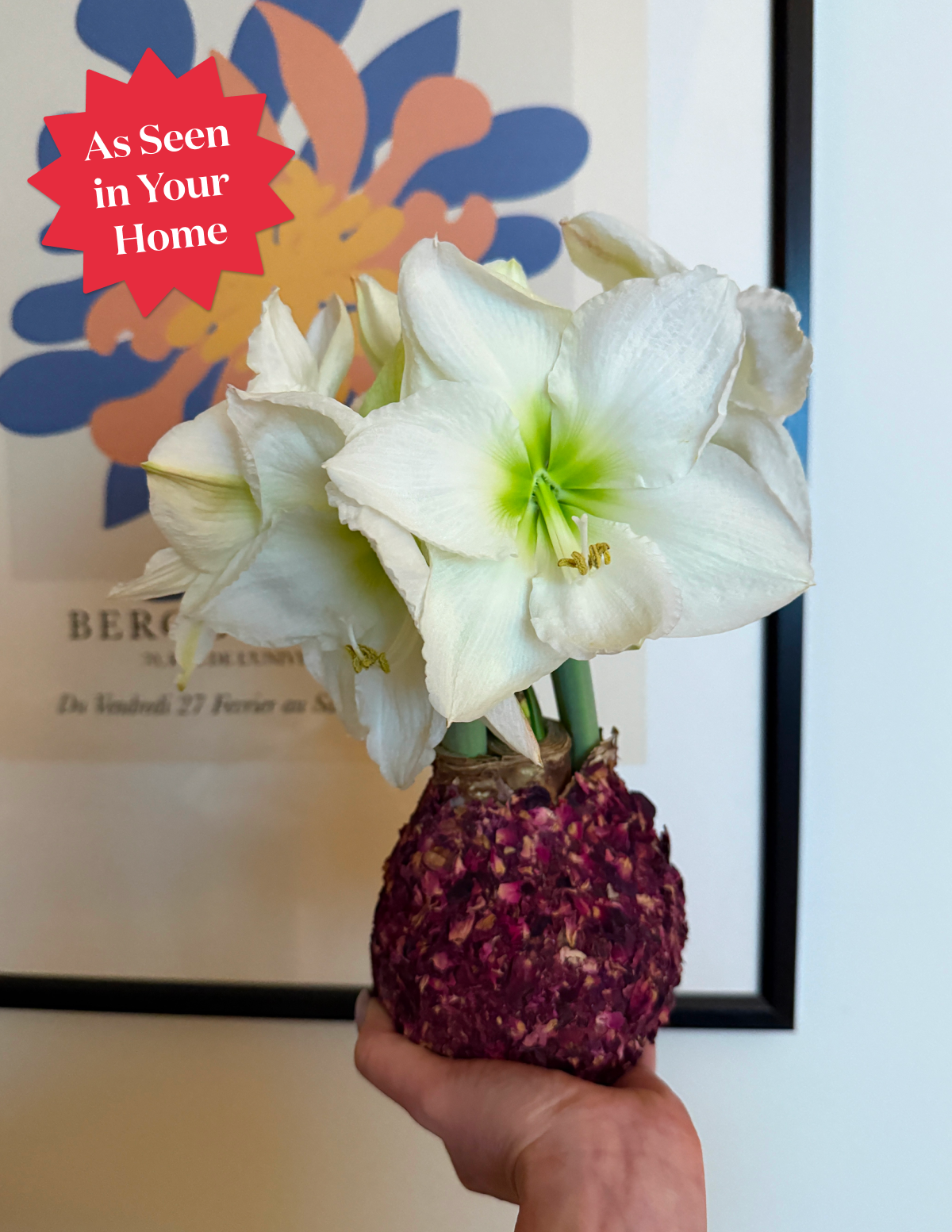 Waxed Amaryllis Bulb