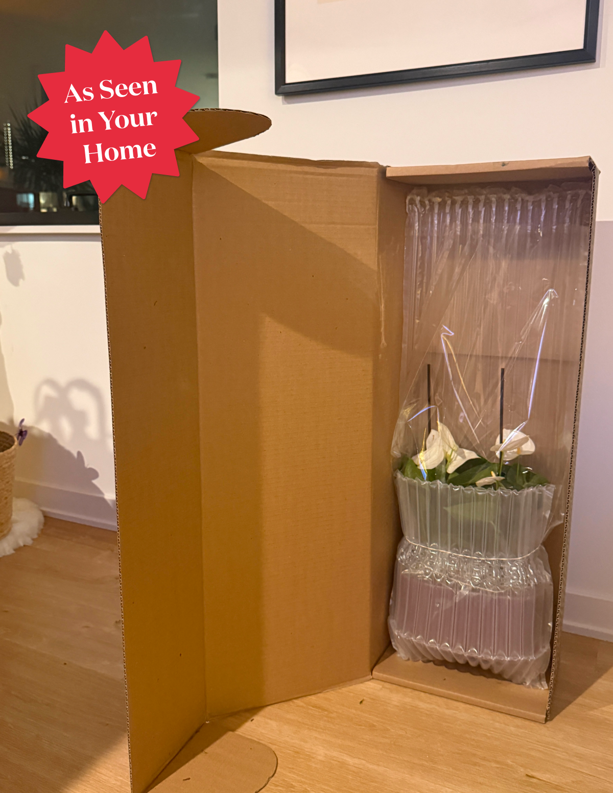 Large Double Anthurium