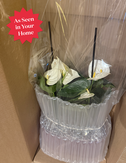 Large Double Anthurium