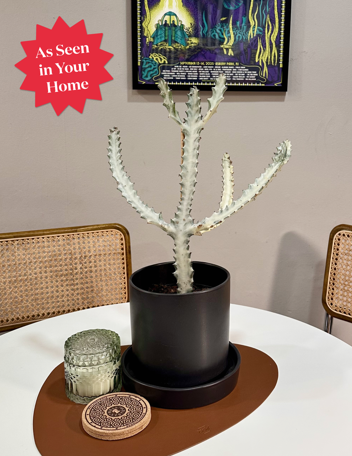 Euphorbia White Ghost