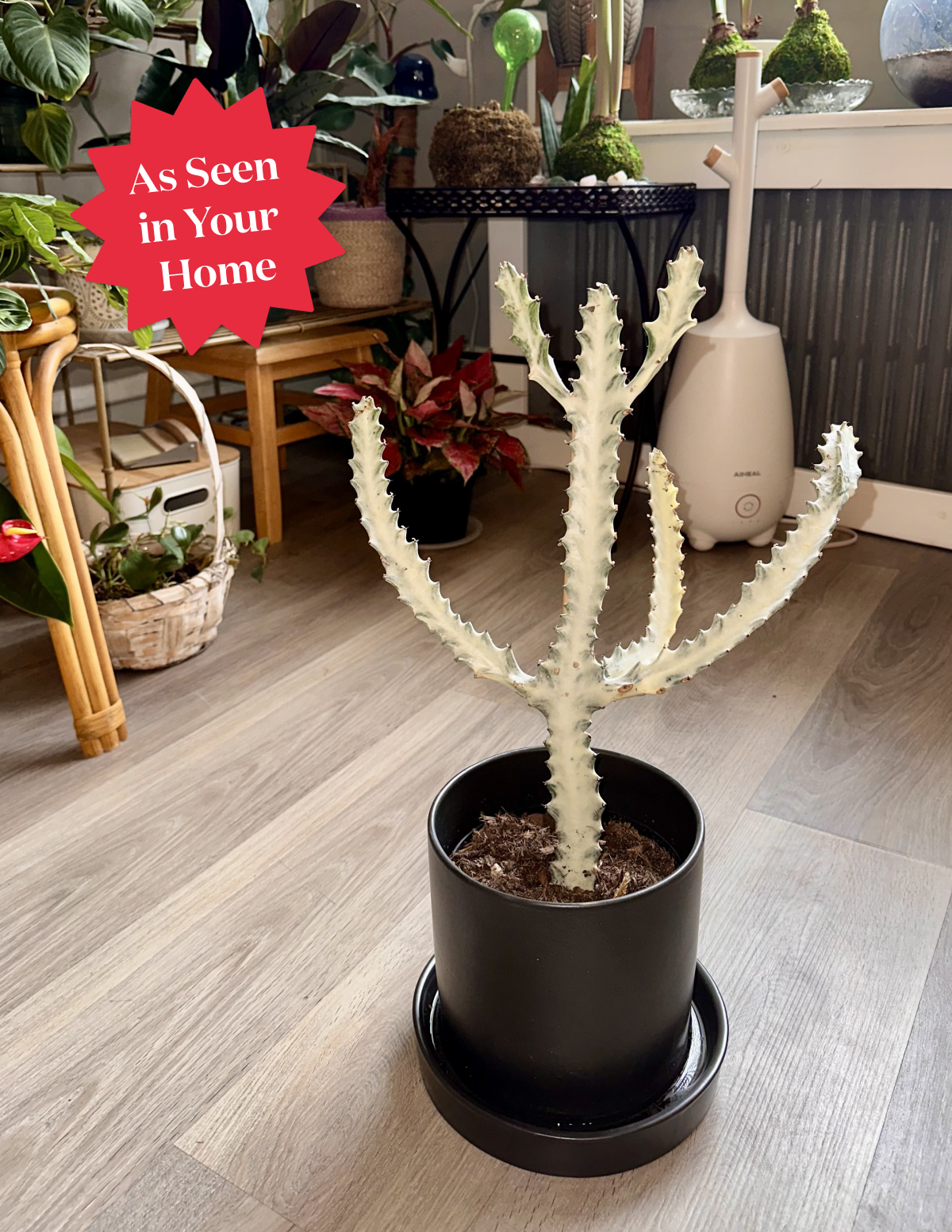 Euphorbia White Ghost