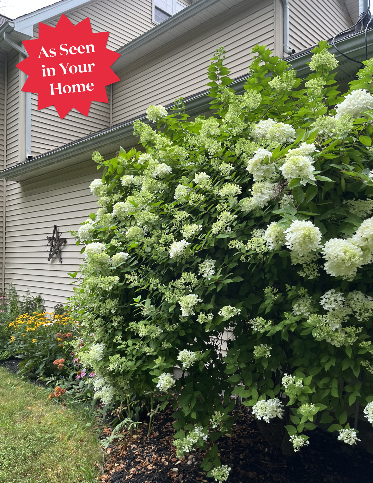 White Wedding Hydrangea