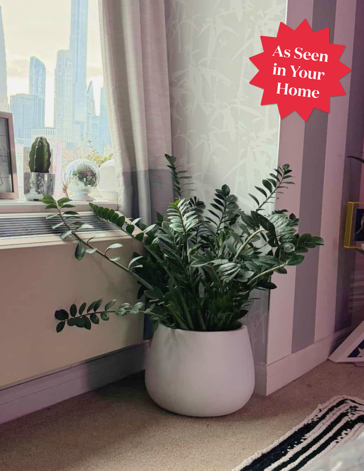zz plant interior design Black ZZ Plant - Large (2-3' tall) Cement Grey Planter