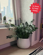 Black ZZ Plant