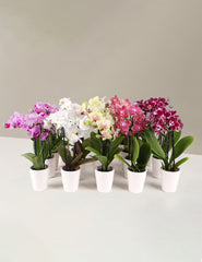 Mega Mini Orchid Party Pack, 20