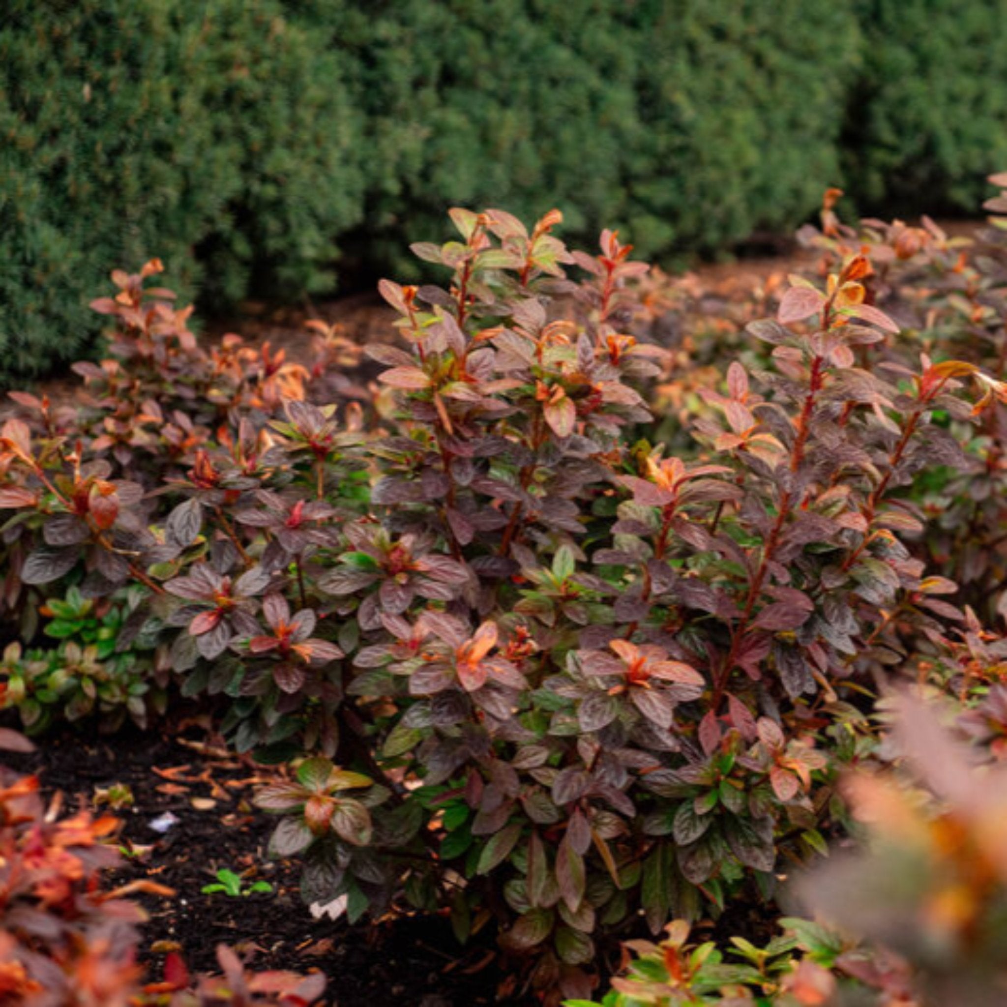 Ever After™ Ruby Azalea | The Sill