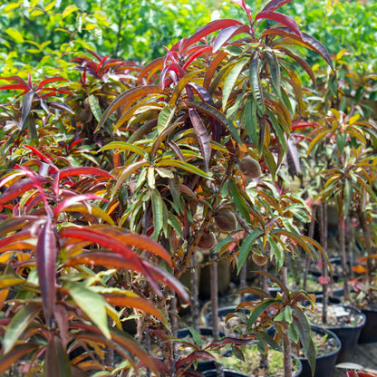 Bonfire Patio Peach Plant