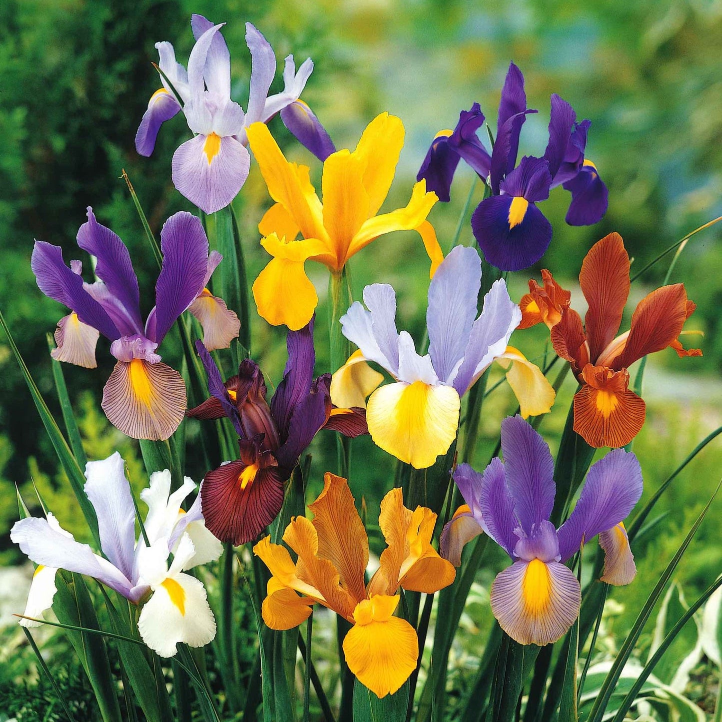 Dutch Iris Mix