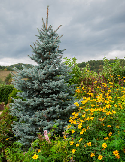 Baby Blue Eyes Spruce
