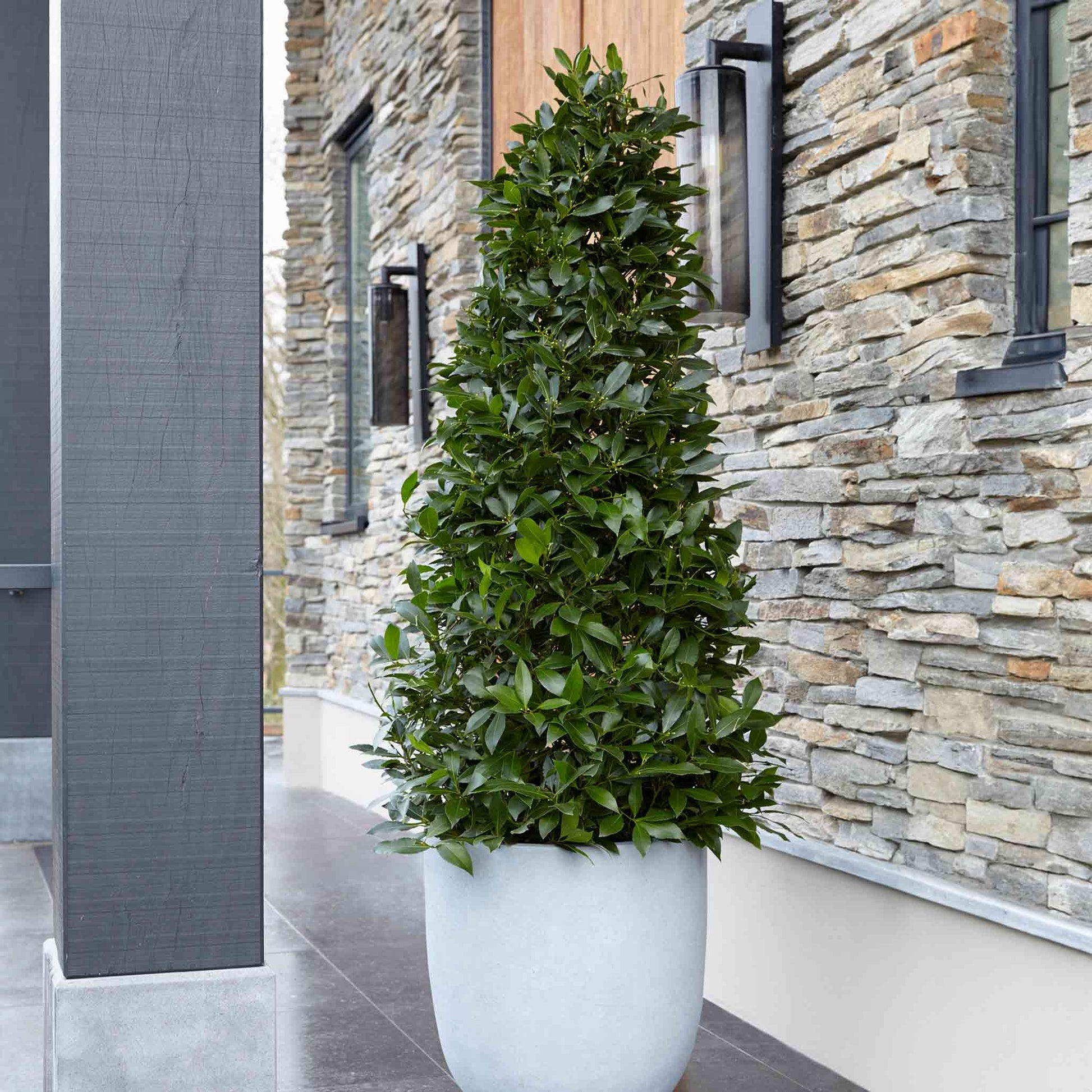 bay laurel indoor plant Bay Laurel
