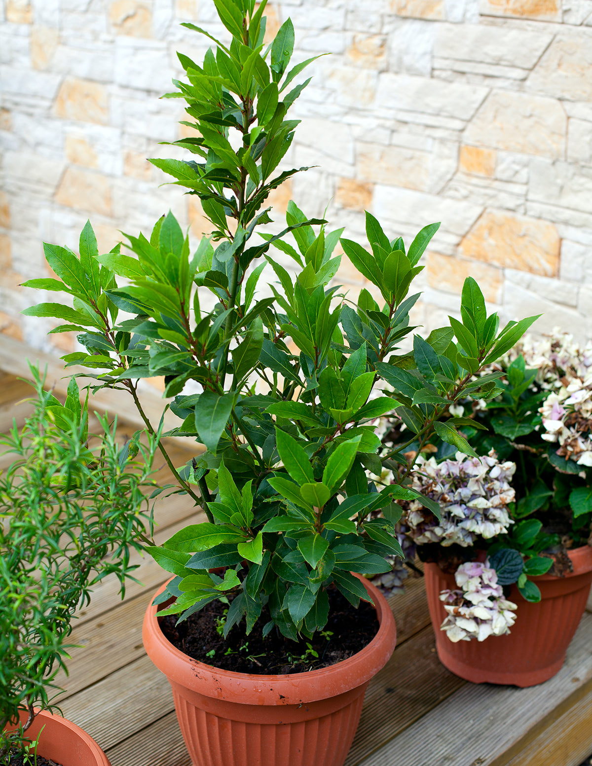 Bay Laurel