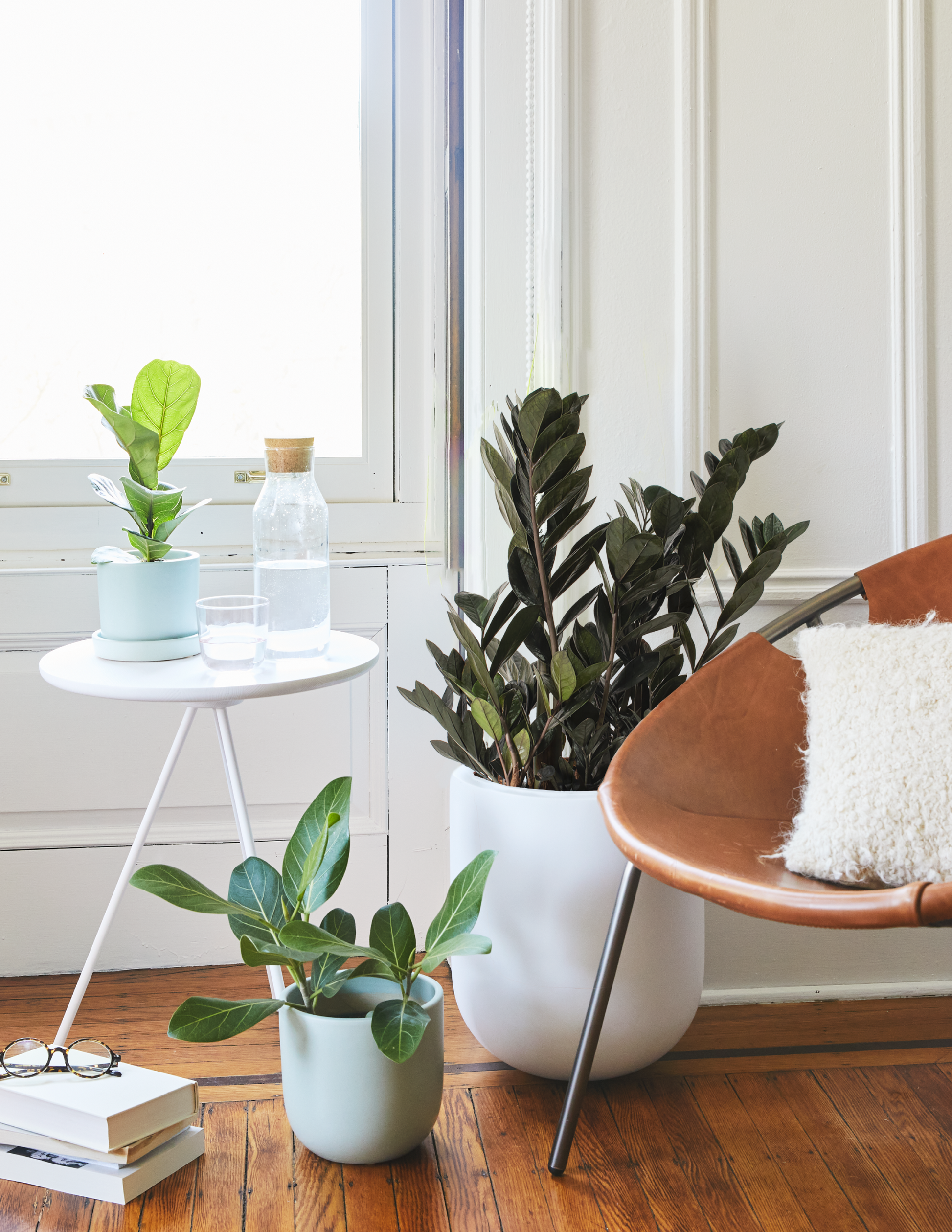 black house plant pots Black ZZ Plant - Large (2-3' tall) Cement Grey Planter