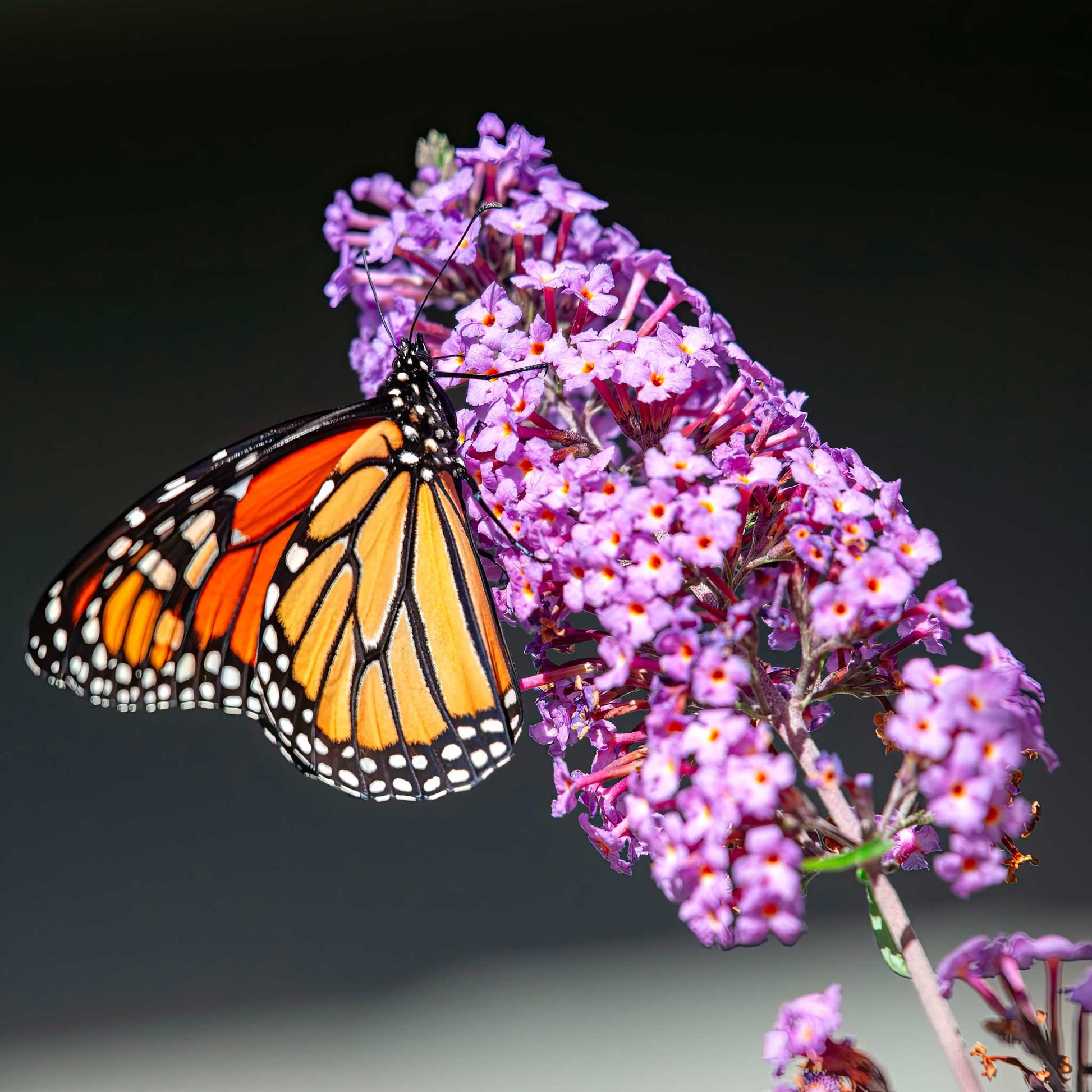 succulents that attract butterflies Black Knight Butterfly Bush | 3 Gallon