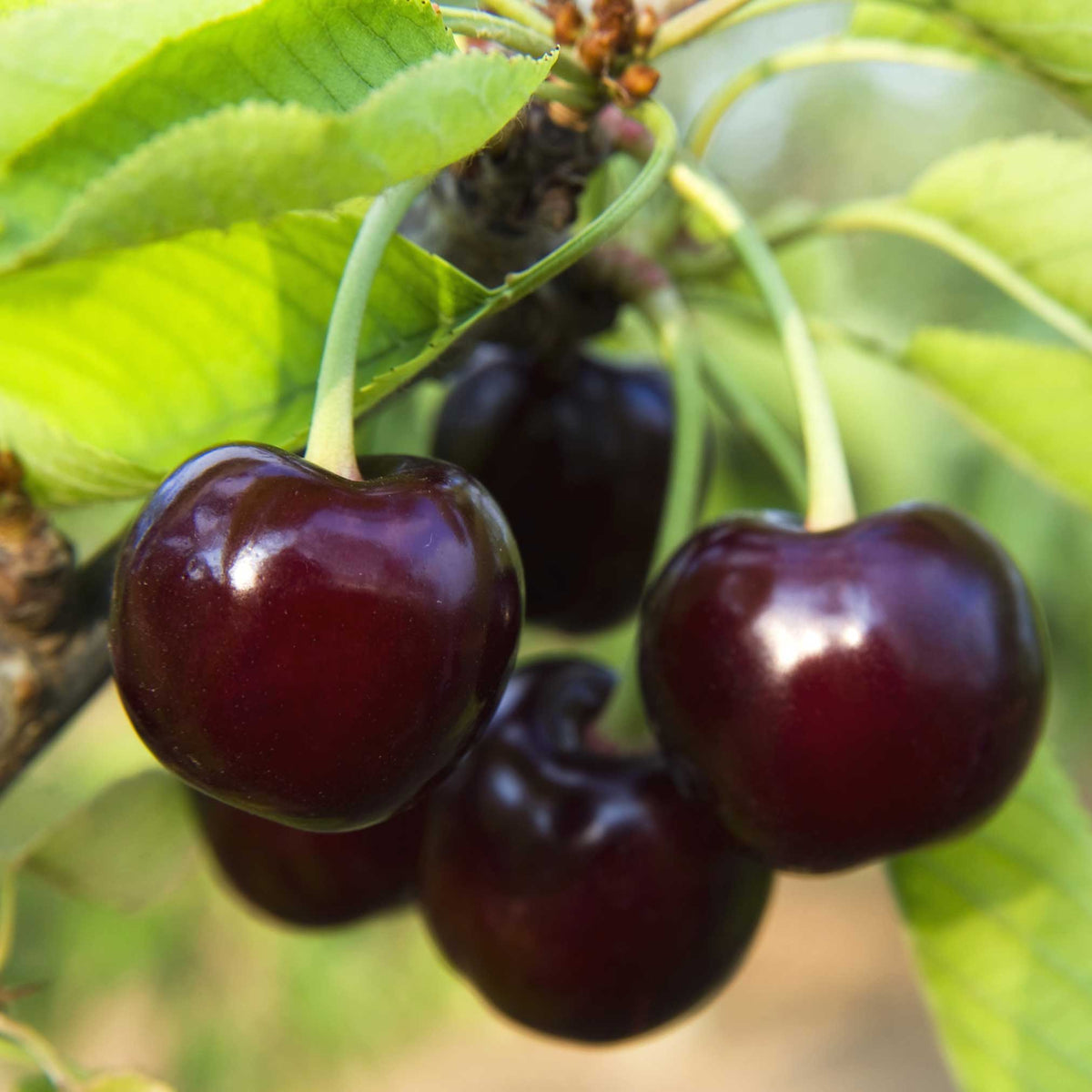 Tartarian Cherry Tree
