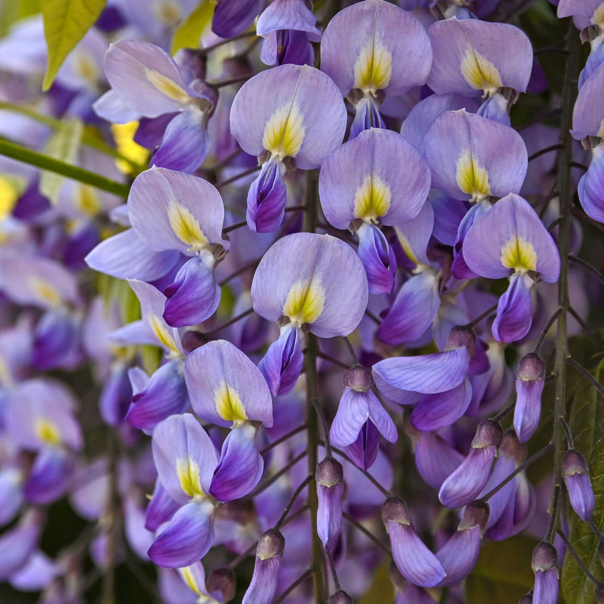 Blue Moon Wisteria | 3 Gallon