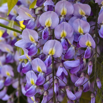 Blue Moon Wisteria