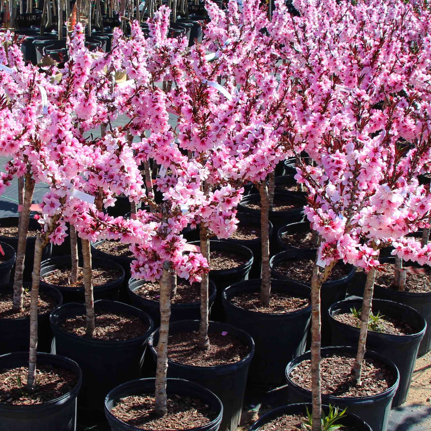 Bonfire Patio Peach Plant