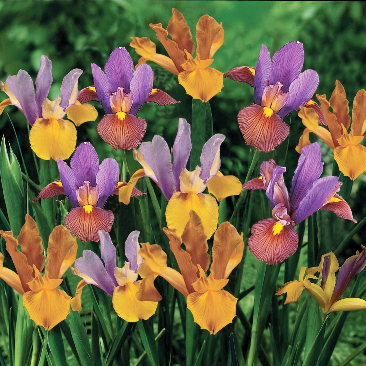 Bronze Dutch Iris Blend