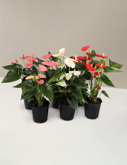 Colorful Anthurium Party Pack