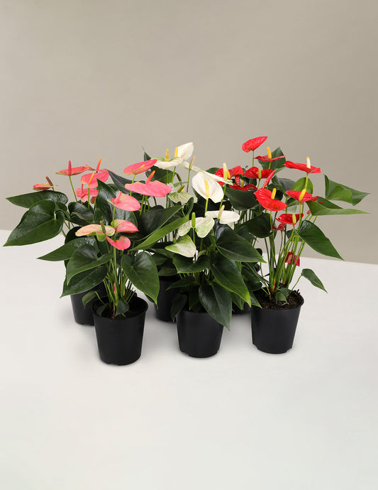 Colorful Anthurium Party Pack