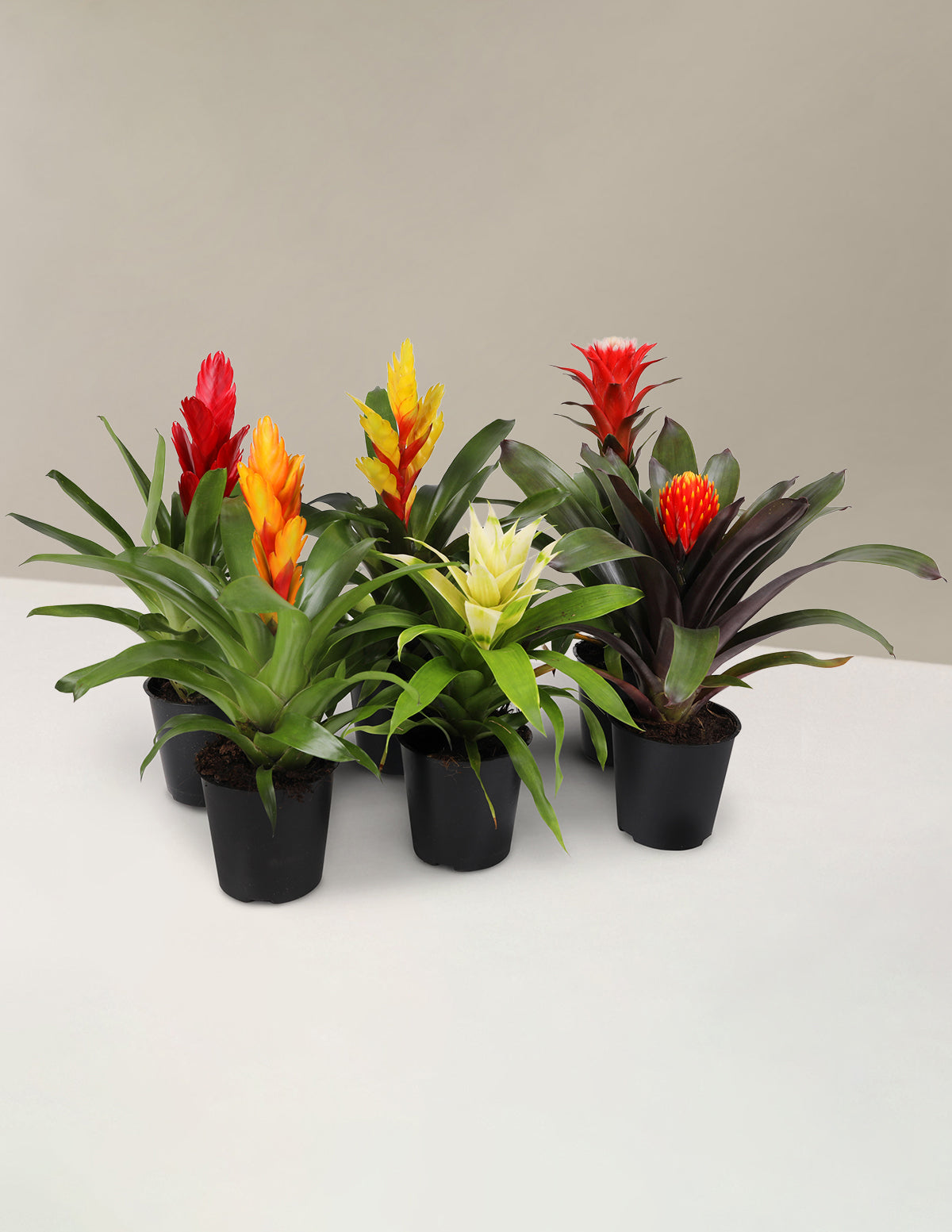 bundle | Small | Grow Pot