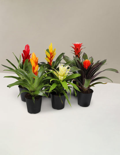 Bromeliad Assortment