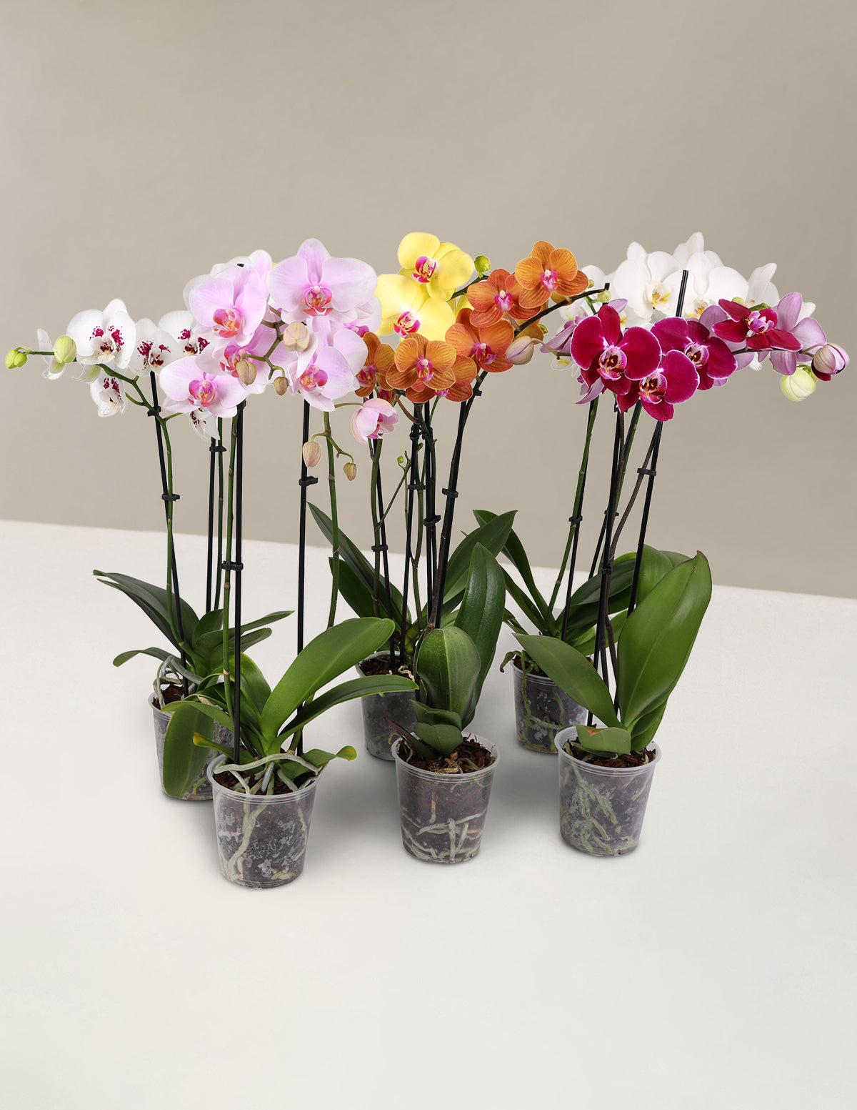 Orchid Confetti Party Pack