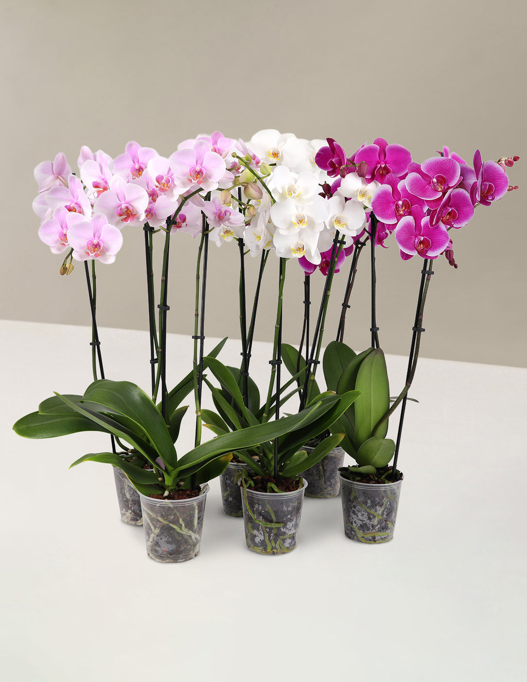 bundle | Small | Grow Pot