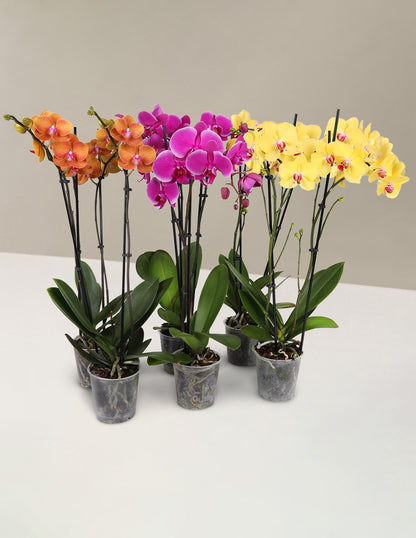 Orchid Confetti Party Pack