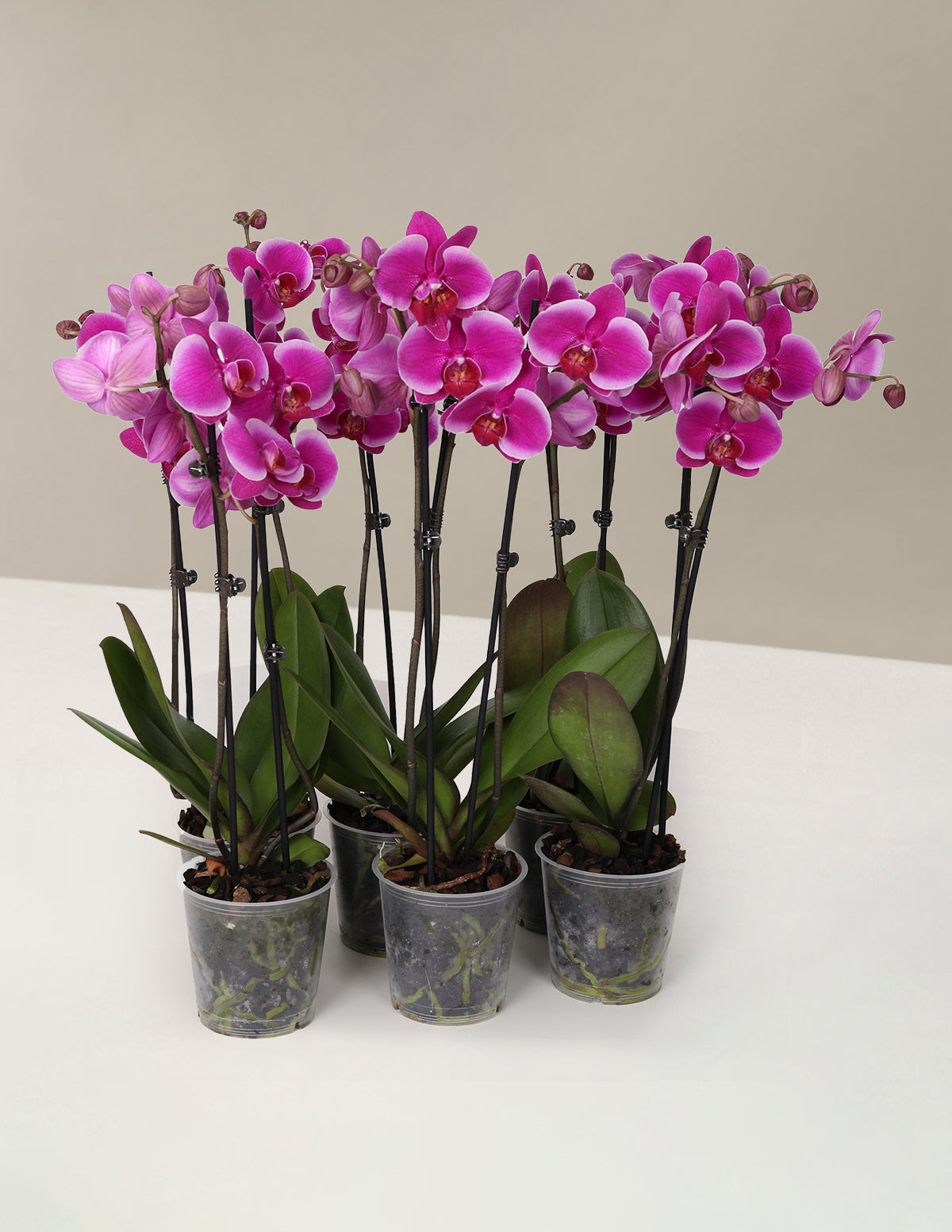 Classic Orchid Party Pack