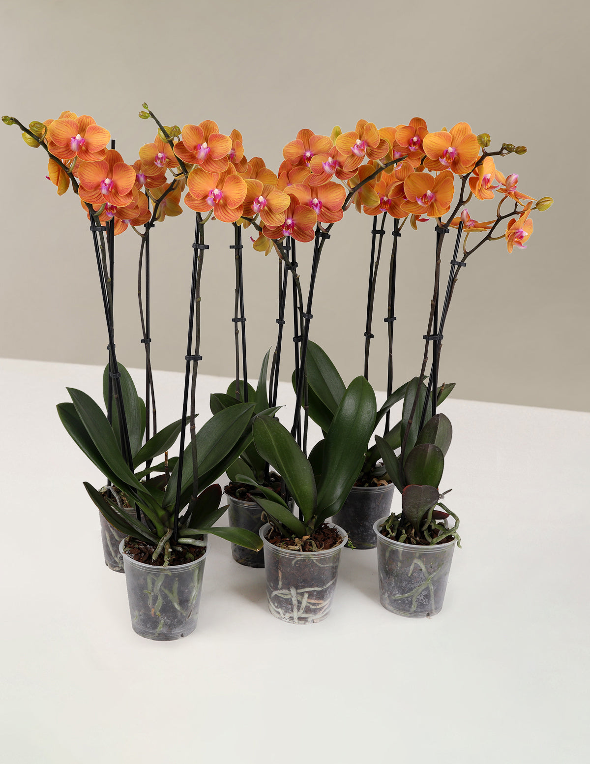 Classic Orchid Party Pack
