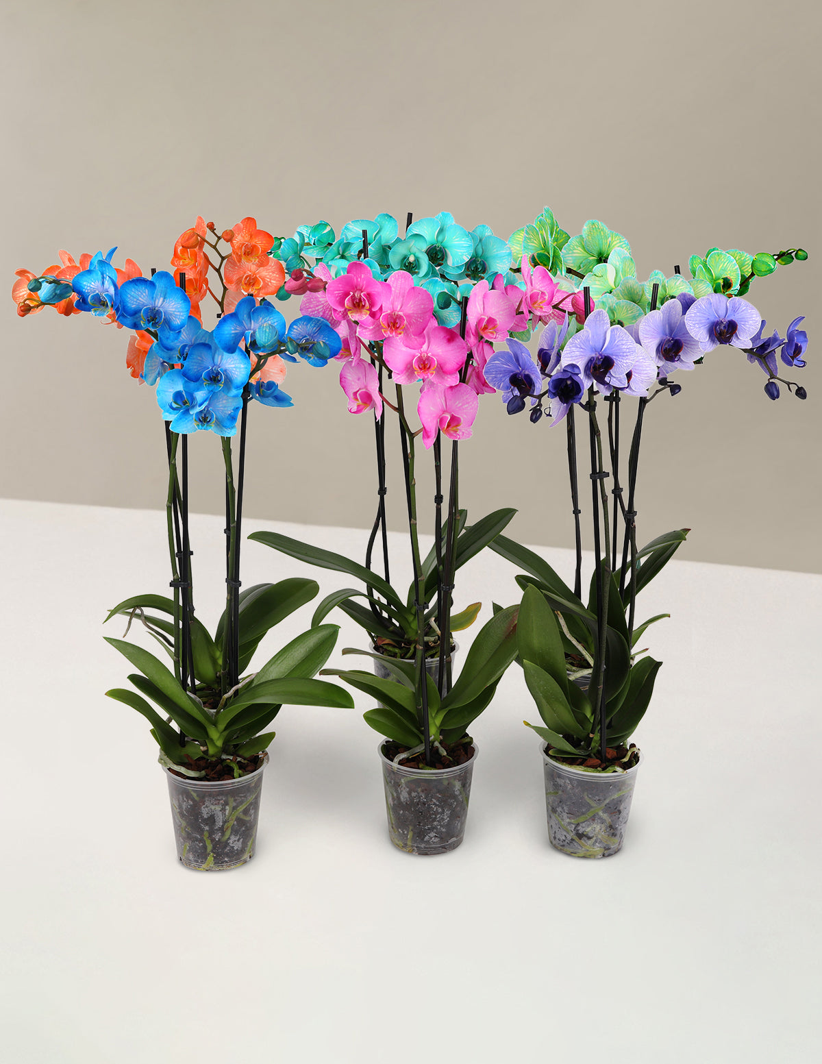 Watercolor Orchid Party Pack