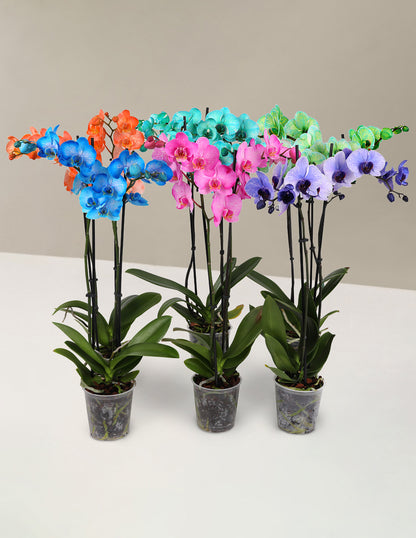 Watercolor Orchid Party Pack