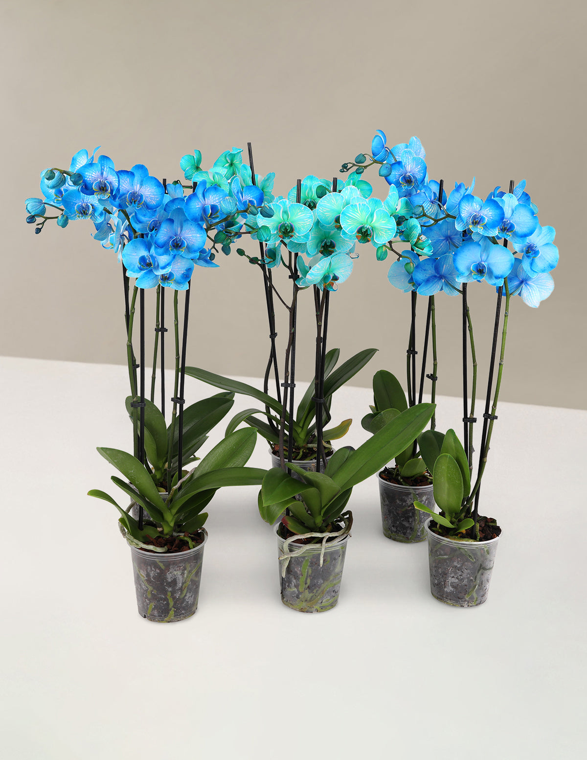 Watercolor Orchid Party Pack