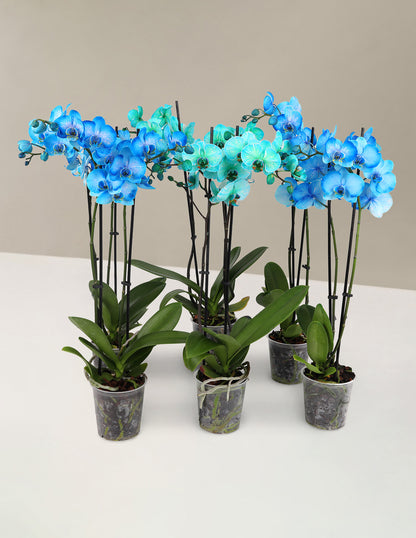 Watercolor Orchid Party Pack