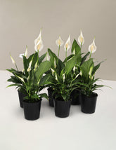 Peace Lily Party Pack