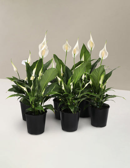 Peace Lily Party Pack
