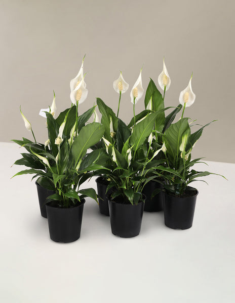 spathiphyllum peace lily 12cm home pot Peace Lily Party Pack Houseplant - Small (8"-12" tall) Grow Pot