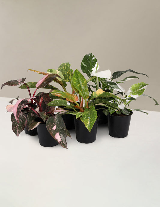 Fancy Philodendron Party Pack